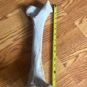 Big Cow Bone 16” Dinosaur Bone Treat! Bovine Femur Science Taxidermy Oddities
